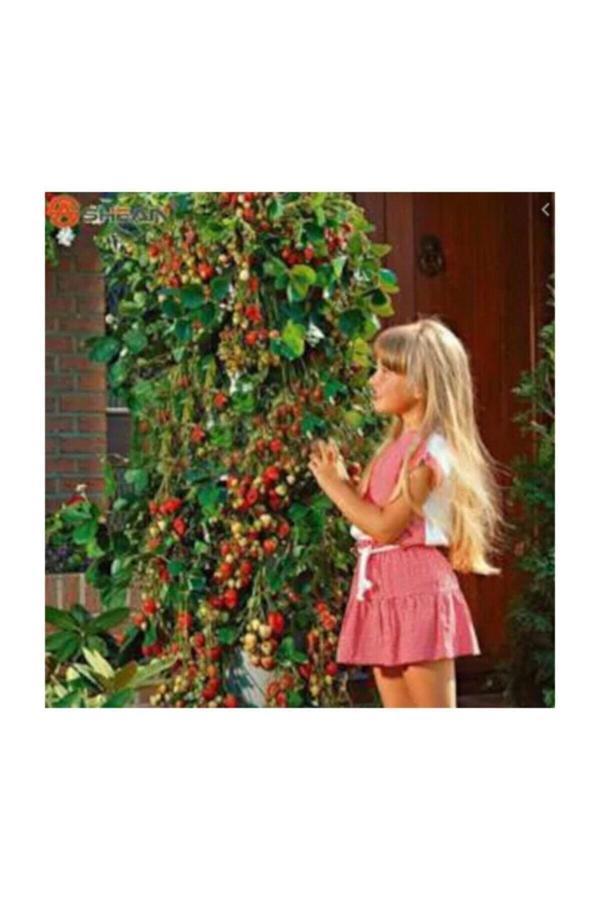 Köy Tohumları 50 Adet Tohum Organik Hormonsuz Alman Çilek Tohumu Yeni Taze Tohum Saksı Toprak Hediyeli - Image 1