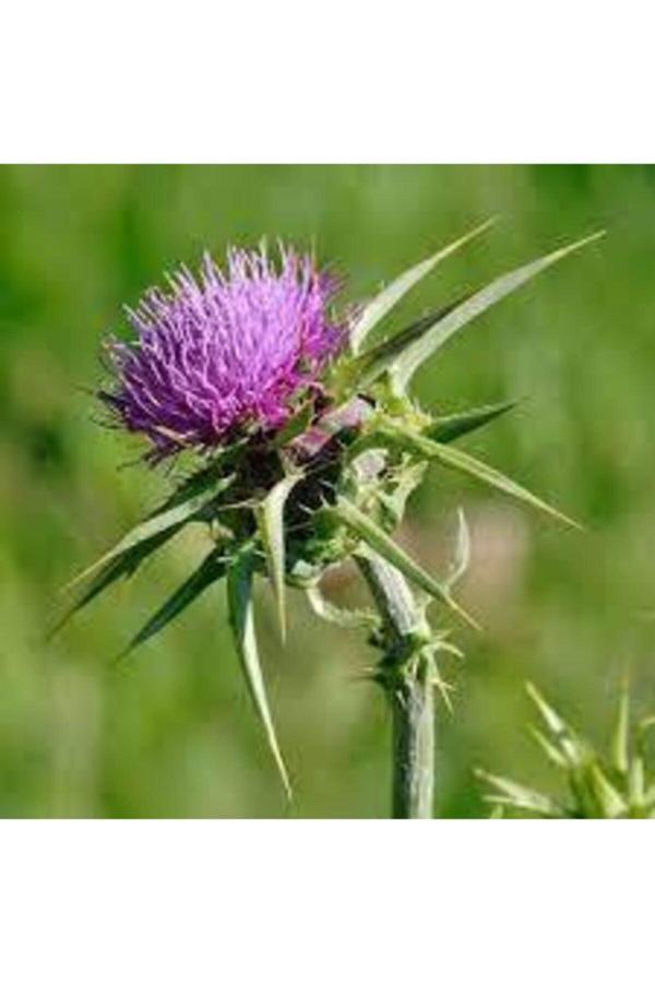 Köy Tohumları 25 Adet Tohum Nadir Bulunan Deve Dikeni Çiçeği Tohumu Kenger Genger Çiçeği Olrak Bilinir Sürpriz Hed - Image 1