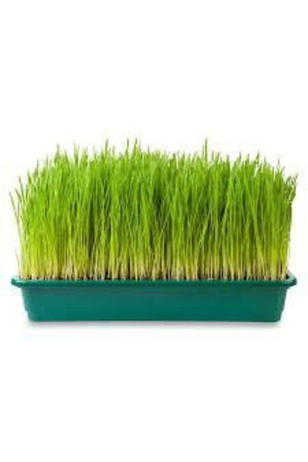 Köy Tohumları 500 Adet Tohum Buğday Çimi Tohum Saksı Toprak Sürpriz Hediye Bonzai Ağacı Tohumludur - Image 1