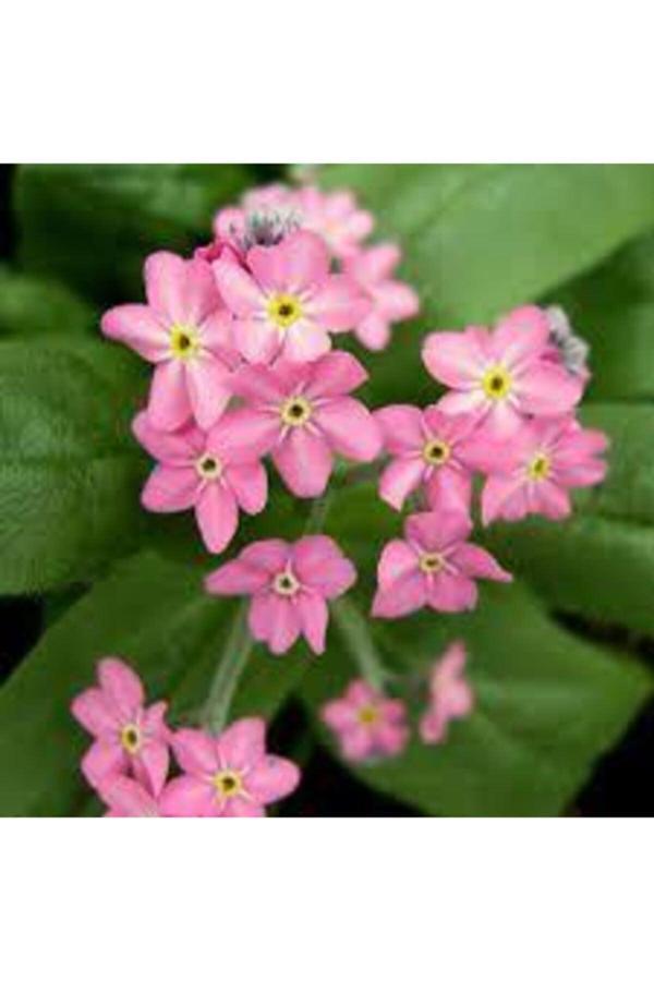 Köy Tohumları 50 Adet Tohum Nadir Bulunan Pembe Beni Unutma Unutma Beni Çiçeği Tohumu Sürpiz Hediyeli - Image 1