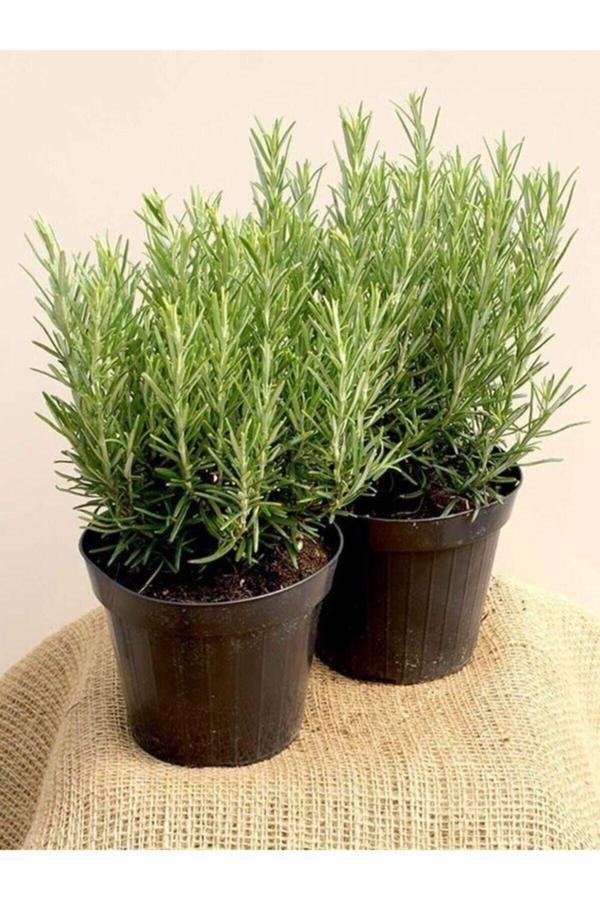 Köy Tohumları 200 Adet Tohum Nadir Biberye Biberiye Bitki Tohumu Yeni Taze Tohum Saksı Topraklıdır - Image 1