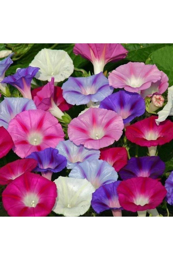 Mevsim Fidancılık Arzuman Sarmaşık Çiçek Tohumu (Karışık Renk) ( 50 Adet Tohum) - Image 1