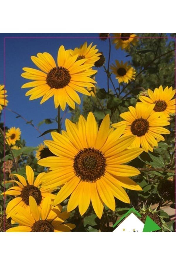 Mevsim Fidancılık Arzuman Ayyıldız Çiçeği Tohumu (Renk -Sarı Ve Tonları)( 50 Adet Tohum) - Image 1