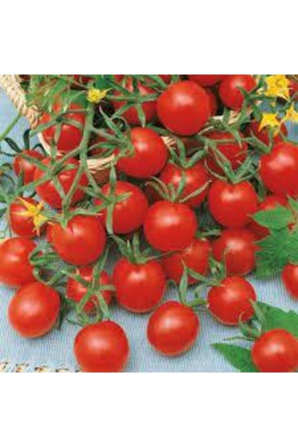 Köy Tohumları 30 Adet Tohum Nadir Çeri Domatesi Tohumu Orjinal Ata Tohum Çeri Minik Domates - Image 1