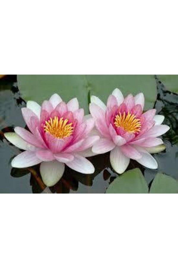 Ata Tohumculuk 10 Adet Tohum Nadir Bulunan Pembe Lotus Çiçeği Tohumu Lotus Su Çiçeği Tohumu Nilüfer Çiçeği Tohumu - Image 1