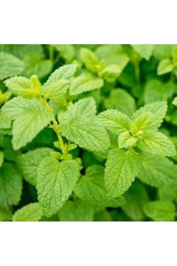 Köy Tohumları 50 Adet Tohum Organik Hobi Melisa Oğulotu Balkon Bitki Tohumu Saksı Toprak - Image 1