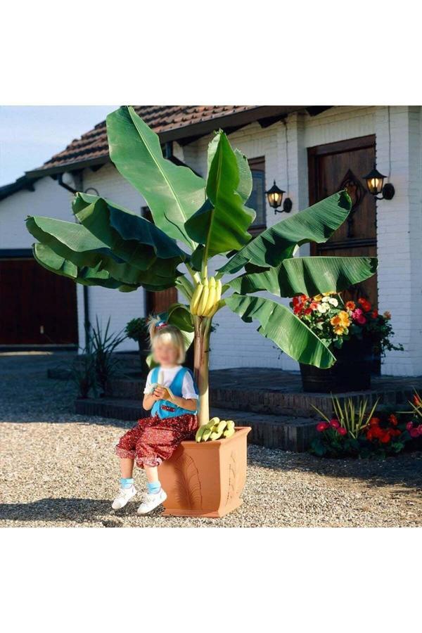 Köy Tohumları 3 Adet Tohum Nadir Organik Sarı Muz Ağaç Tohumu Muz Ağacı Tohumu Hediye Tohumludur - Image 1