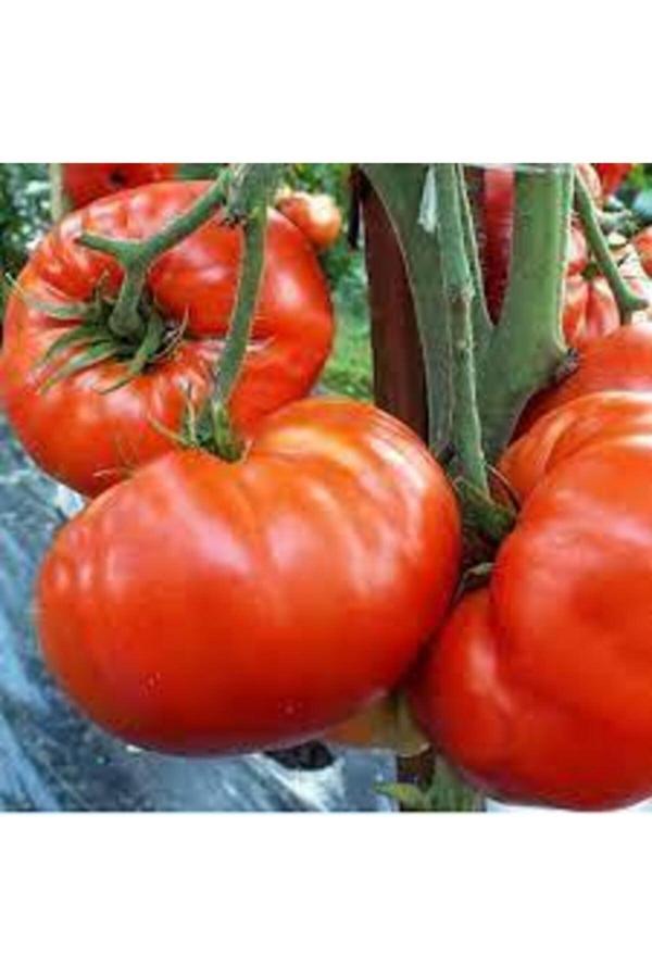 Köy Tohumları 20 Adet Tohum Orjinal Köy Domates Domatesi Tohumu Natürel Sürpriz Hediye Tohum - Image 1