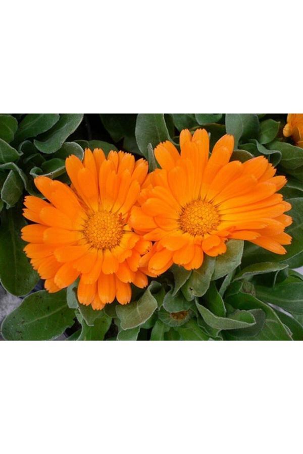 Köy Tohumları 20 Adet Tohum Portakal Nergisi Çiçeği Nergizi Çiçeği Tohumu Aynı Sefa Çiçeği Sürpriz Hediye Tohum - Image 1