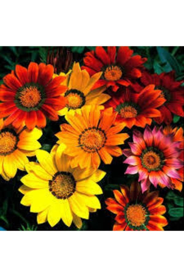 Köy Tohumları 25 Adet Tohum Nadir Bulunan Koyun Gözü Çiçeği Tohumu Koyun Gözü Çiçek Tohumu Hediye Tohumludur - Image 1