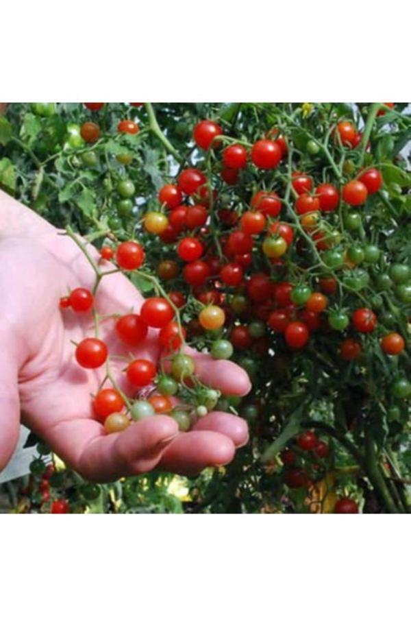 Köy Tohumları 20 Adet Tohum Organik Hobi Balkon Bezelye Minik Domates Tohumudur - Image 1