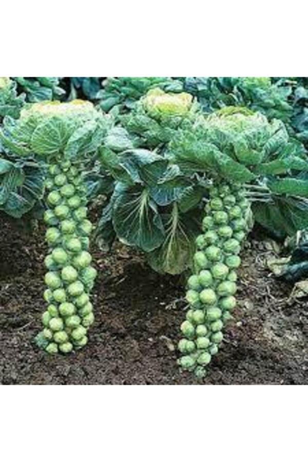 Köy Tohumları 30 Adet Tohum Yerli Bürüksel Lahana Tohumu Sürpriz Hediye Tohum Brüksel Lahanası Lahana - Image 1