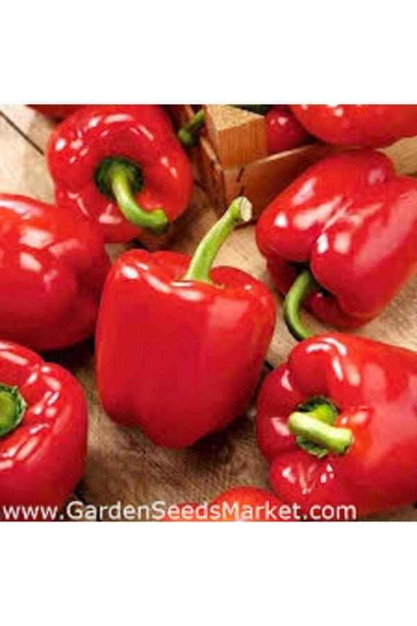 Köy Tohumları 100 Adet Tohum Nadir Kırmızı Dolmalık Biber Tohumu Organik Yeni Saksı Toprak Sürpriz Hediye Tohumlu - Image 1