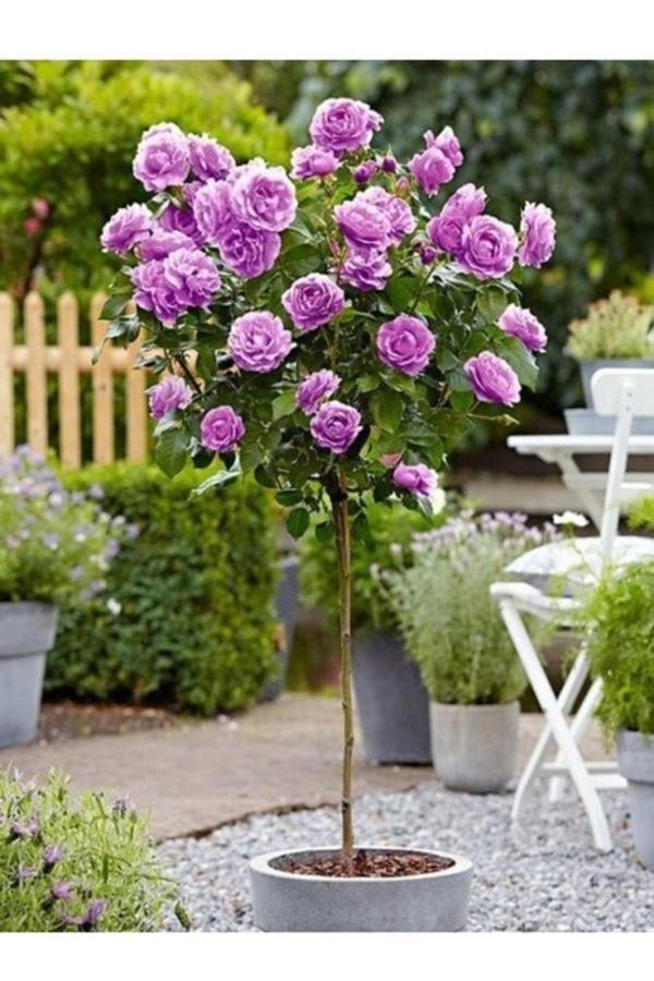 Köy Tohumları 10 Adet Tohum Nadir Mor Baston Gül Tohumu Saksı Toprak Hediyelidir Otantik Kokulu - Image 1