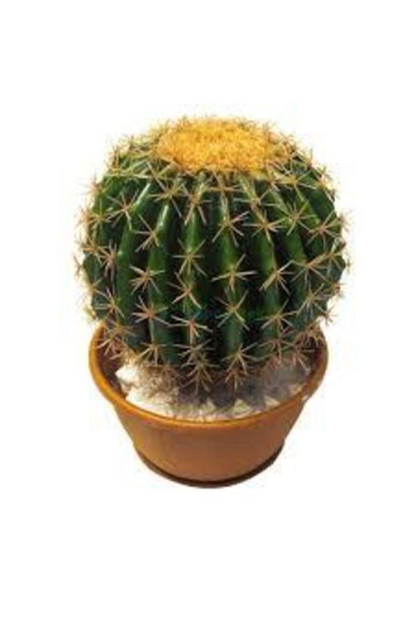 Ata Tohumculuk 10 Adet Tohum Kaktüs Çiçeği Tohumu Dikenli Kaktüs Tohumu Skulennt Çiçeği - Image 1