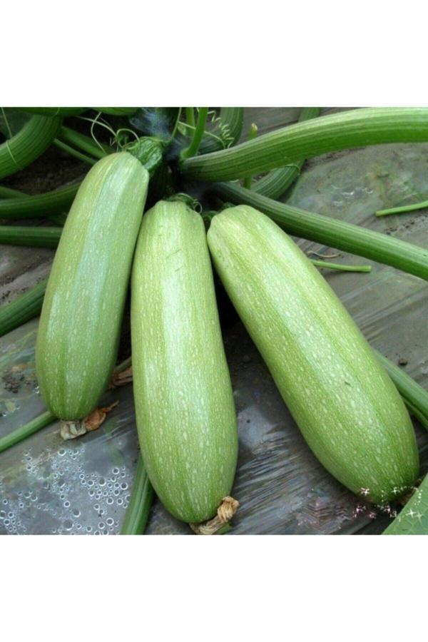 Bitki Dizayn Beyaz Sakız Kabak Tohumu-10 Gram - Image 1