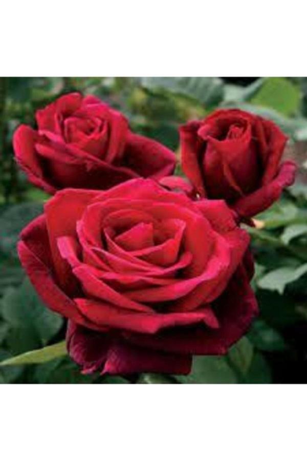 Köy Tohumları 10 Adet Tohum Nadir Organik Kırmızı Isparta Gül Ağacı Tohumu Hobi Bahçe Tohum Hediye Tohum - Image 1