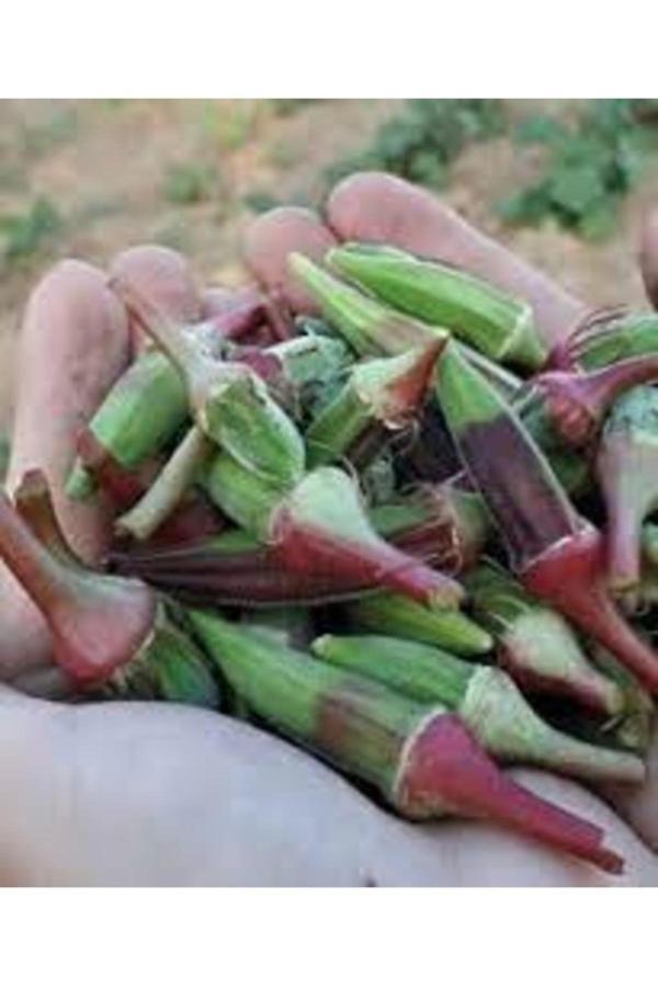Köy Tohumları 150 Adet Tohum Organik Kınalı Köy Bamyası Tohumu Hobi Bahçe Tohumlar Hediye Tohumlu - Image 1