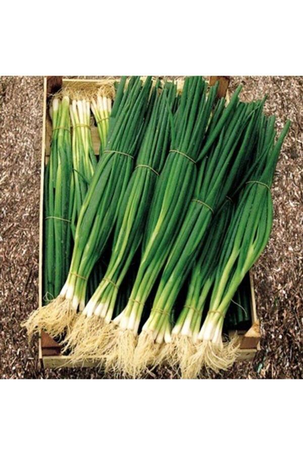 Köy Tohumları 200 Adet Tohum Nadir Acısız Yeşil Firik Taze Soğan Tohumu Yeni Hasat Orjinal Tohum Hediye Tohumlu - Image 1