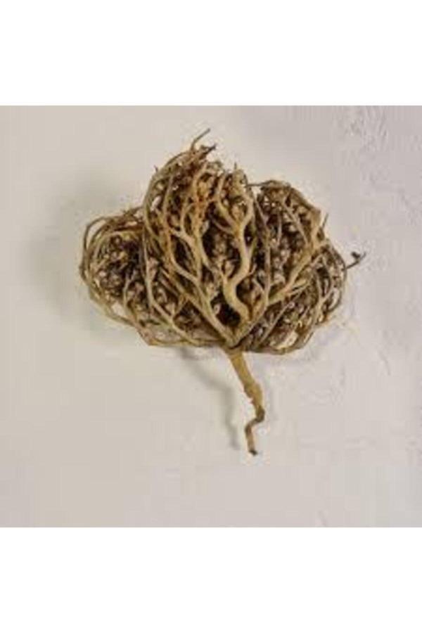 Köy Tohumları 3 Adet Meryem Ana Eli Otu Fatma Ana Eli Otu Hamile Kalmaya Yardımcı Çay Olarak Içilen Şifalı Bitki - Image 1