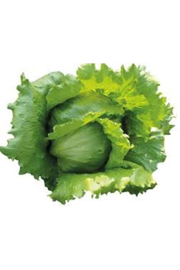 Köy Tohumları 500 Adet Tohum Organik Aysberk Aysberg Hobi Bahçe Marul Tohumu Hediyelidir - Image 1