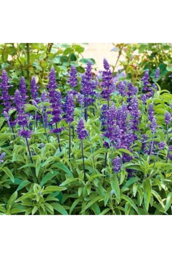 Köy Tohumları 100 Adet Tohum Nadir Adaçayı Çiçeği Tohumu Karışık Renkli Adaçay Çiçeği Tohumu Hediye Tohumlu - Image 1