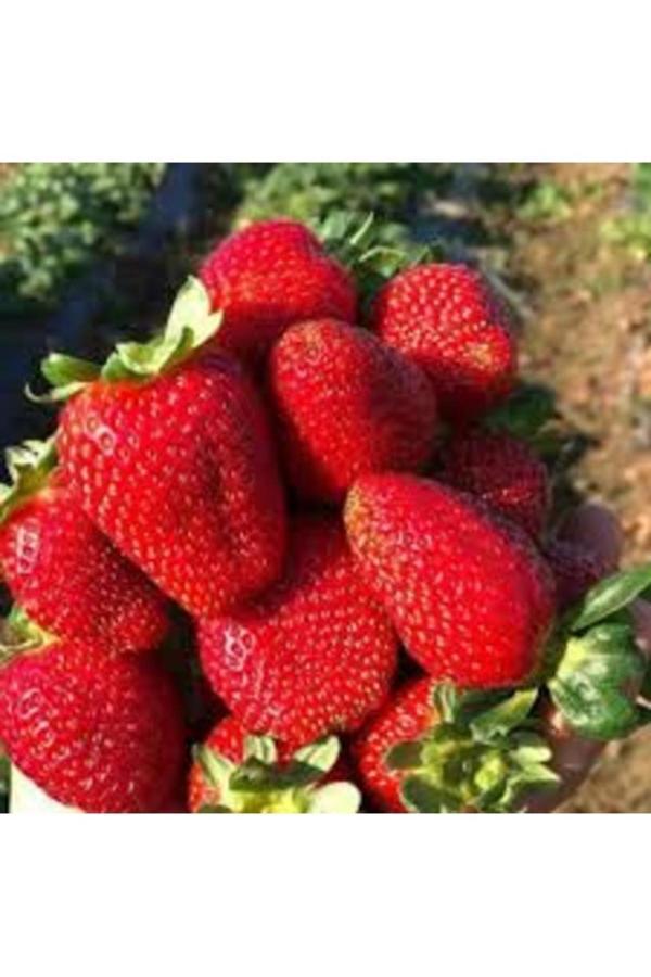 Köy Tohumları 100 Adet Tohum Organik İthal Amerikan Çilek Tohumu Saksı Topraklıdır - Image 1