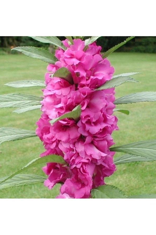 Köy Tohumları 25 Adet Tohum Nadir Kına Çiçeği Tohumu Mezar Kabir Çiçeği Tohumu Hediye Tohumlu - Image 1