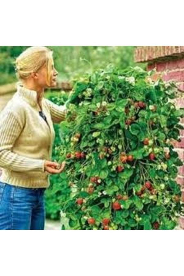 Köy Tohumları 100 Adet Tohum İthal Kırmızı Alman Çilek Uzun Organik Hasat Çilek Hediye Tohumlu - Image 1