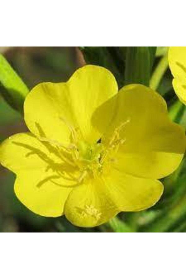 Köy Tohumları 20 Adet Tohum Nadir Ezan Çiçeği Tohumu Ezan Çiçek Tohumu Saksı Toprak Hediyemiz - Image 1