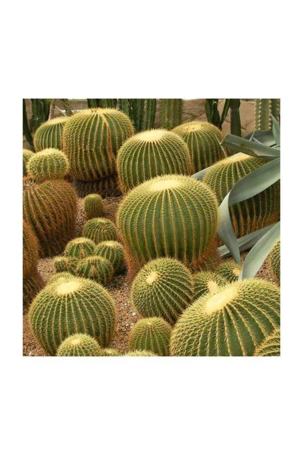 Köy Tohumları 50 Adet Tohum Kaktüs Çiçeği Tohumu Dikenli Kaktüs Tohumu Skulent Çiçeği Sürpriz Hediye Tohumludur - Image 1