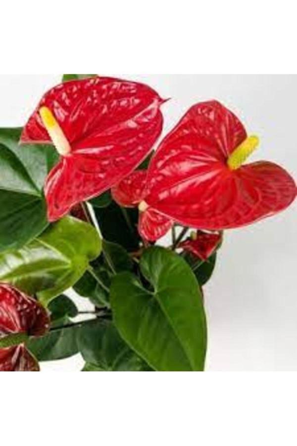 Köy Tohumları 10 Adet Tohum Nadir Kırmızı Anatoryum Çiçeği Tohumu Mezarlık Kabir Çiçekleri - Image 1