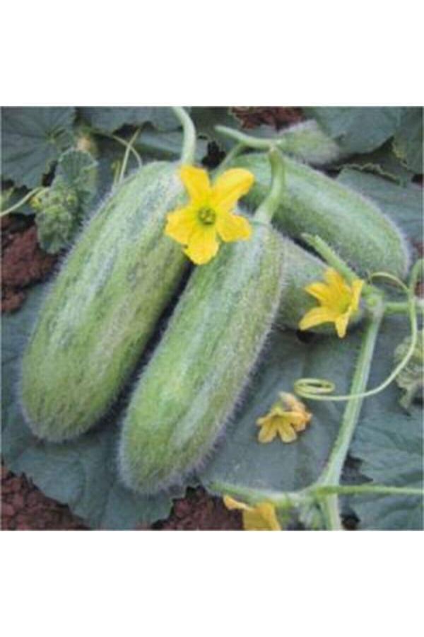 Köy Tohumları 50 Adet Tohum Organik Hobi Bahçe Tüylü Salatalık Tohumu Balkon Yeni Taze Tohumlar Saksı Toprak - Image 1