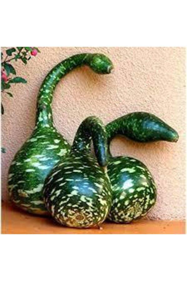 Köy Tohumları 5 Adet Tohum Nadir Kuğu Su Kabağı Tohumu Kabak Tohumu Yerli Sürpriz Hediye Tohum - Image 1