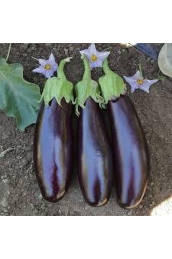 Köy Tohumları 30 Adet Tohum Yerli Kemer Prlıcan Tohumu Orjinal Uzun Kemer Patlıcan Tohumu Sürpriz Hediye Tohum - Image 1