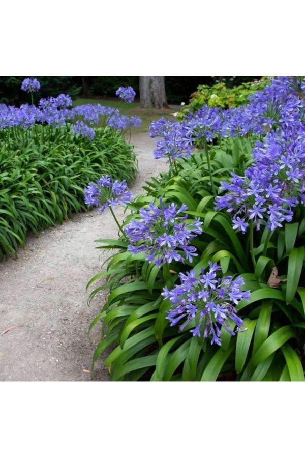 Köy Tohumları 10 Adet Tohum Nadir Beyaz Osmanlı Saray Afrika Mavi Zambak Tohumu Hediye Tohumludur - Image 1
