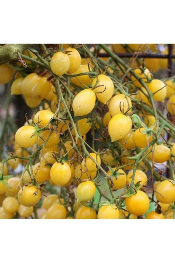 Köy Tohumları 20 Adet Tohum Nadir Sarı Çeri Erik Domates Tohumu Organik Bahçe Hasat - Image 1