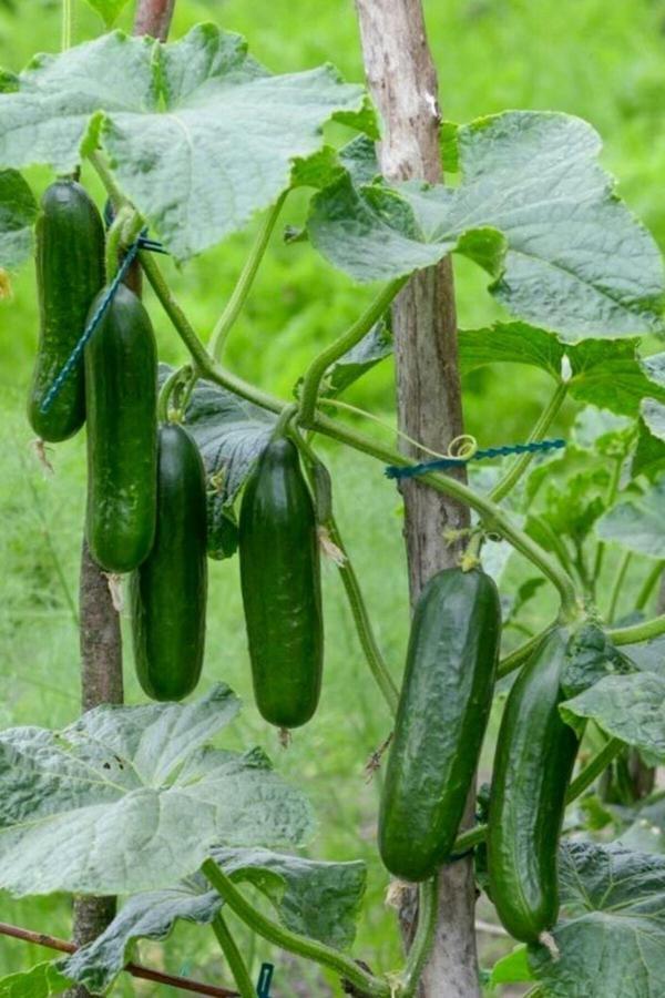 Köy Tohumları 100 Adet Tohum Köy Salatalık Nadir Erkenci Bol Verim Sırık Salatalık Tohumu Sürpriz Hediye Tohum - Image 1