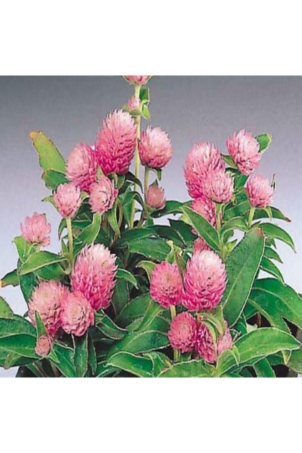 Köy Tohumları 50 Adet Tohum Nadir Bulunan Mor Medine Çiçeği Tohumu Medine Çiçek Tohumu Saksı Toprak Hediye - Image 1