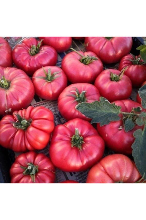 Köy Tohumları 100 Adet Tohum Nadir Iri Pembe Köy Domatesi Domates Tohumu Saksı Toprak Hediyemizdir - Image 1