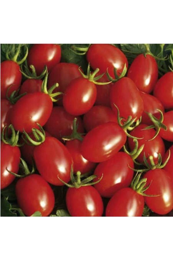 Köy Tohumları 100 Adet Tohum Organik Orjinal Köy Cherry Çeri Domates Tohumu Saksı Toprak Hediyemizdir - Image 1