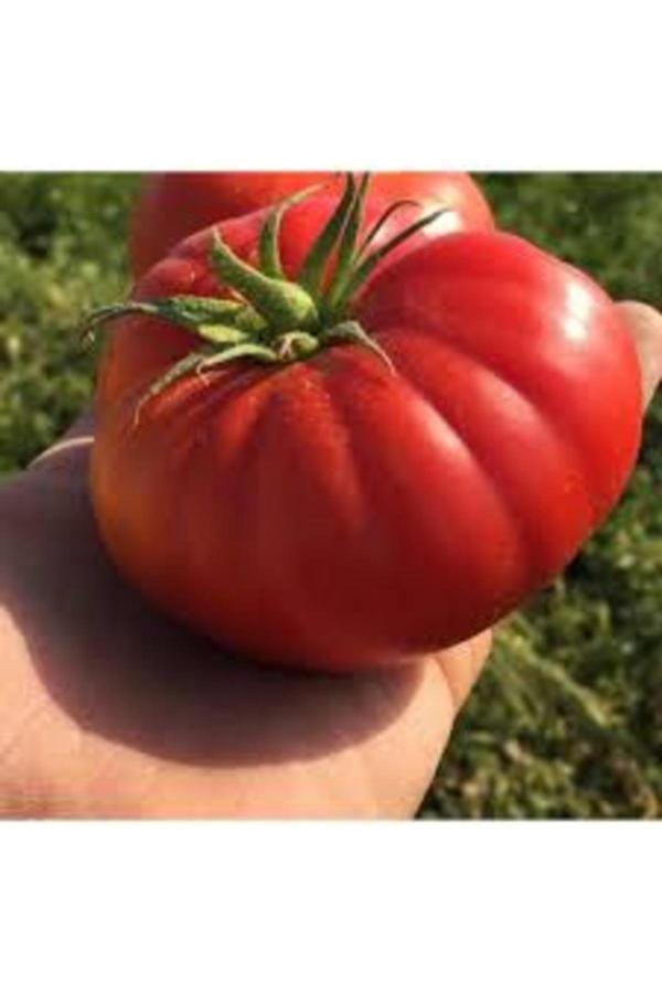 Köy Tohumları 100 Adet Tohum Nadir Organik Köy Çanak Domates Tohum Saksı Toprak Hediyemiz - Image 1