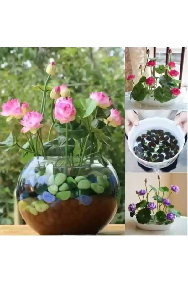 Köy Tohumları 5 Adet Tohum Pembe Su Çiçeği Lotus Çiçeği Tohumu Nilüfer Suda Yetişen Çiçek Sınırlı Stok Toh - Image 1