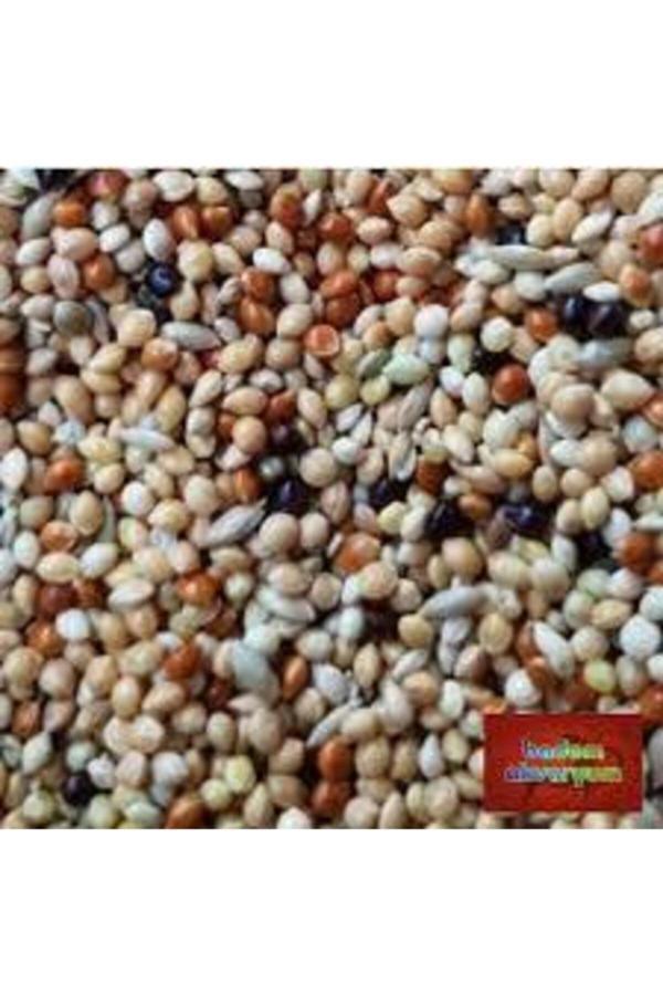 Köy Tohumları 2Kğ Saf Kuş Yemi Her Türlü Kuş Için Uygun Besleyici Mineralli Kuş Yemi Muhabbet Kanarya Hint Bülbülü - Image 1