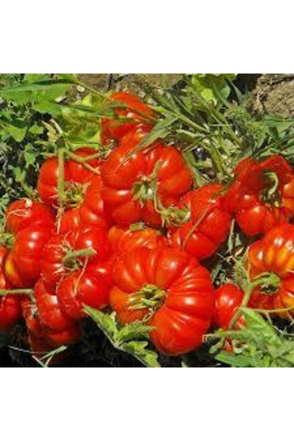 Köy Tohumları 30 Adet Tohum Orjinal Köy Domatesi Tohumu Ata Tohum Yerli Tabak Köy Domates Tohumu Sürpriz Hediyeli - Image 1