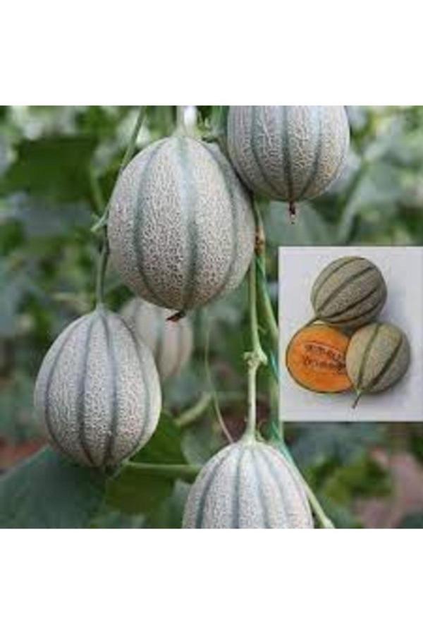 Köy Tohumları 10 Adet Tohum Nadir Bol Verim Damga Kavunu Kavun Tohumu Saksı Topraklı - Image 1