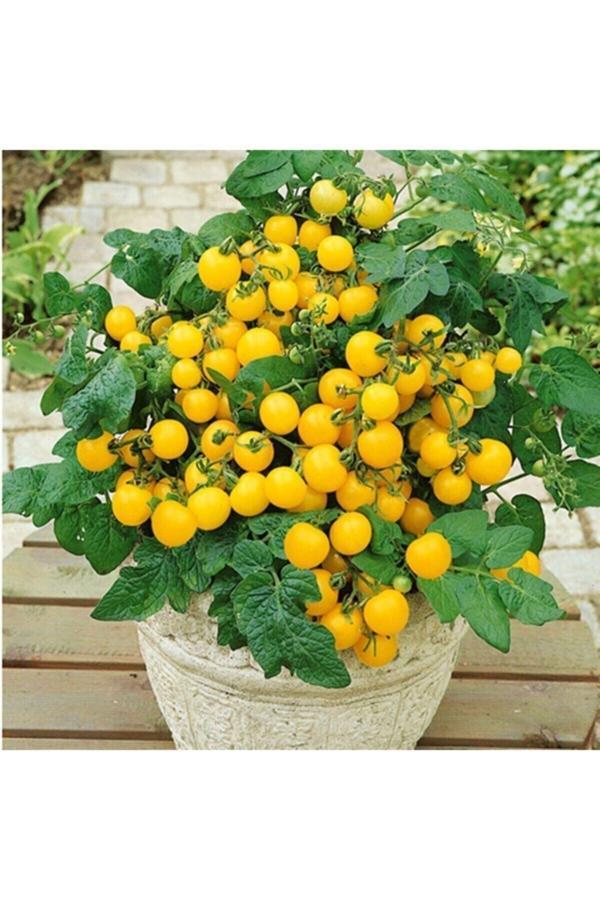 Köy Tohumları 20 Adet Tohum Saksılık Sarı Çeri Cherry Domates Tohumu Organik Saksı Toprak Hediyemiz - Image 1