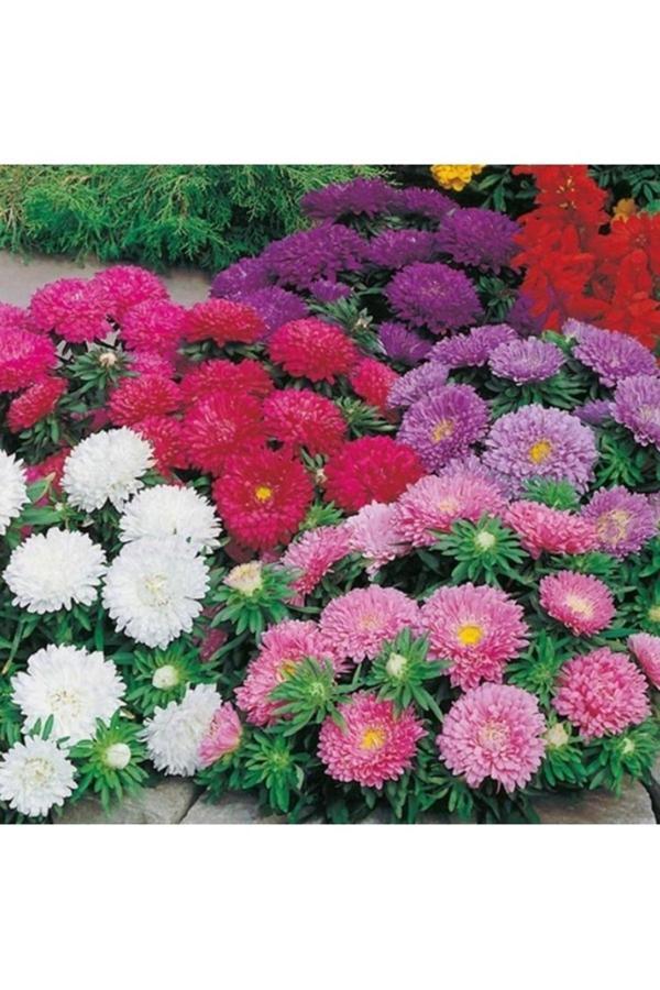 Köy Tohumları 10 Adet Tohum Nadir Organik Karışık Renkli Aster Çiçeği Tohumu Mezarlık Kabir Çiçeği Tohumu - Image 1