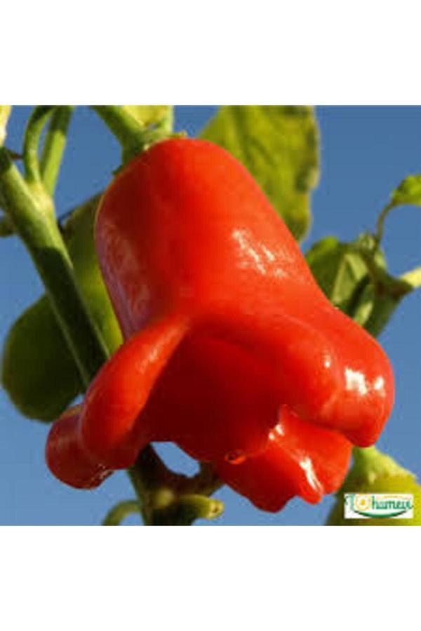 Köy Tohumları 25 Adet Tohum Nadir Gül Biberi Tohumu Kırmızı Gül Biberi Tohumu Gül Biber Tohumu Saksı Toprak - Image 1