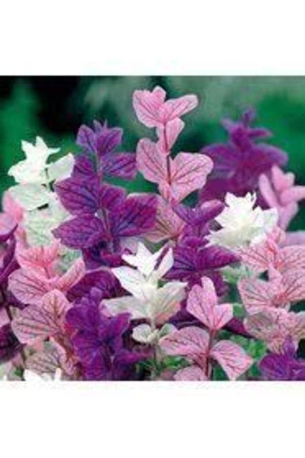 Köy Tohumları 100 Adet Tohum Adaçayı Çiçeği Tohumu Mor Ada Çay Çiçek Tohumu Saksı Toprak Sürpriz Hediye Tohumludur - Image 1